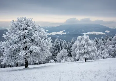 paesaggio con alberi nevicati a Dicembre