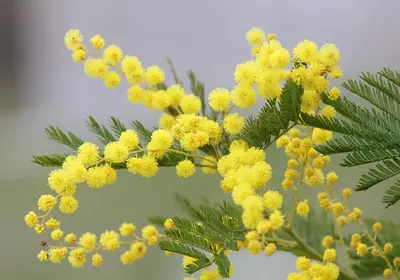un ramo di mimose fiorite